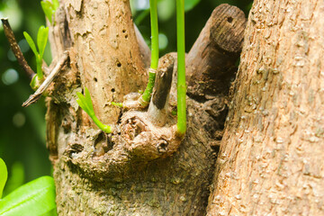 Pule Tree Shoots 2
A new shoot from the Pule Tree
