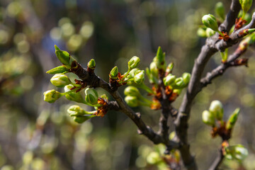 White plum blossom, beautiful white flowers of prunus tree in city garden, detailed macro close up plum branch. White plum flowers in bloom on branch, sweet smell with honey hints