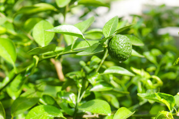 Lime 1
Lime trees that grow well