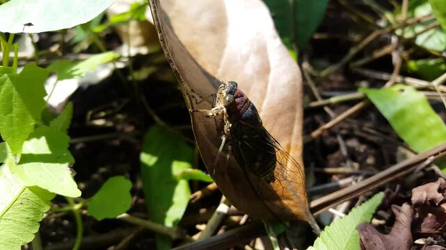 Aesthetic 4k footage, neotibicen tibicen (dog day cicadas) walking up a brown leaf. Perfect for a documentary in a tropical rainforest and World Wildlife Conservation Day on December 4th. - Powered by Adobe