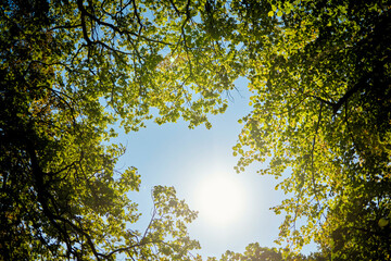Sunlight filters through the lush green leaves of treetops against a bright blue sky.