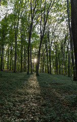 Obraz premium Rays of the sun in the summer forest