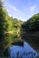 Green forest near the lake