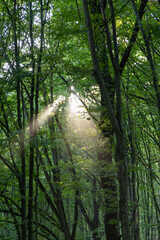 Rays of the sun in the summer forest