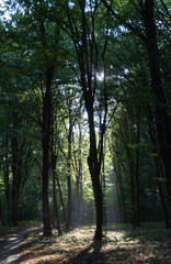 Rays of the sun in the summer forest