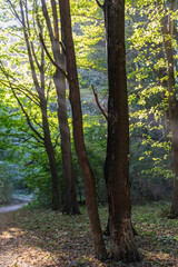 Rays of the sun in the summer forest