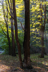 Fototapeta premium Rays of the sun in the summer forest
