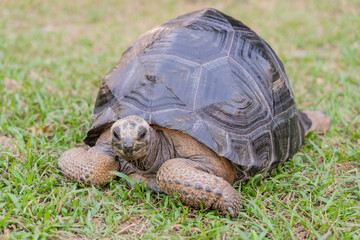 This photo captures an Aldabra giant tortoise leisurely walking across a grassy field. With its ancient, textured shell and powerful claws