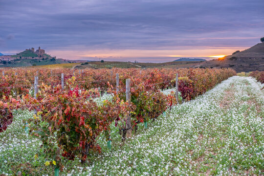 Parallel vines stretching into the distance, blanketed by wildflowers, with a historic town and a glowing sunset filling the serene background n San Vicente Sonsierra, La Rioja, Spain