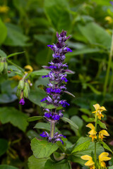 A closeup shot of blue flowers of Ajuga reptans Atropurpurea in spring