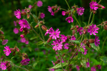Fototapeta premium Beautiful red to pink campion. Rote Nichtnelke. Compagnon rouge. Silene dioica