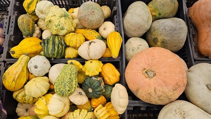 squash and pumpkins