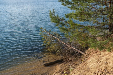 pine tree on the lake shore