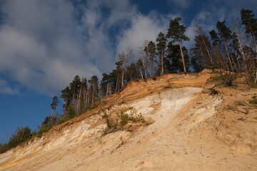 trees in the mountains