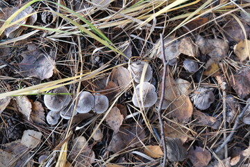 mushrooms on the ground