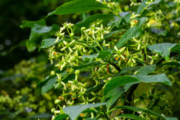 Flowering European spindle tree, Euonymus europaeus, flowering plant