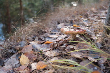 mushroom in the forest