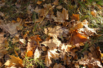 fallen autumn leaves
