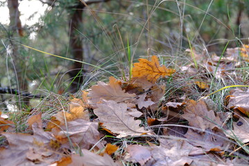 autumn leaves on branches 