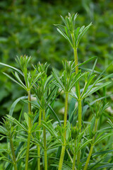 The Cleavers Galium aparine have been used in the traditional medicine for treatment of disorders of the diuretic, lymph systems and as a detoxifier