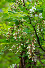 Robinia pseudoacacia, commonly known as black locust with seeds