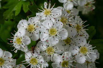 White Crataegus flowers close up in sunlight