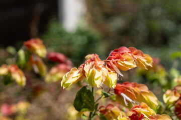 Planta camarón en jardin bótanico de Argentina