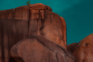 Creative picture. Shrub growing on a cliff at Pointe Grand  Anse, La Digue, The Seychelles. 