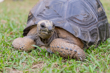 Fototapeta premium This photo captures an Aldabra giant tortoise leisurely walking across a grassy field. With its ancient, textured shell and powerful claws
