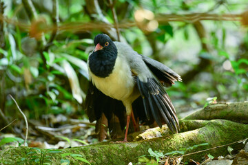 coral-billed ground-cuckoo birdwatching in the forest.