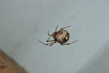natural parasteatoda tepidariorum spider macro