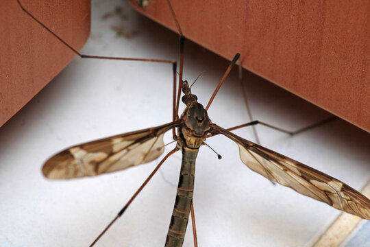 tipula maxima insect macro photo