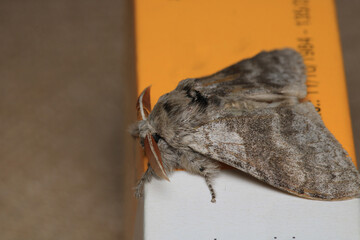 common gray moth insect macro photo