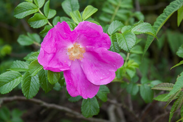 dzika róża Rosa canina © Jacek Marciniak