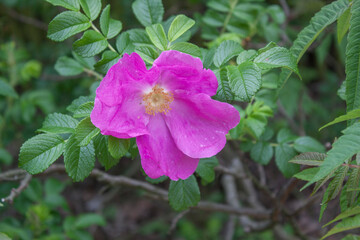 dzika róża Rosa canina