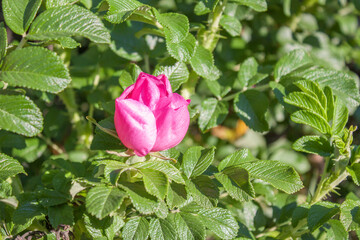 dzika róża Rosa canina © Jacek Marciniak
