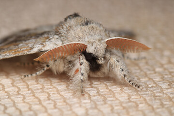 common gray moth insect macro photo