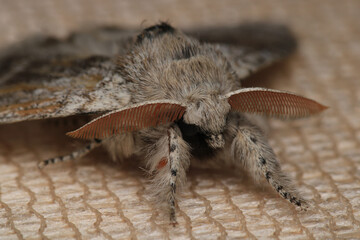 common gray moth insect macro photo