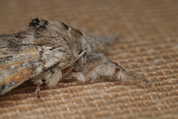 common gray moth insect macro photo