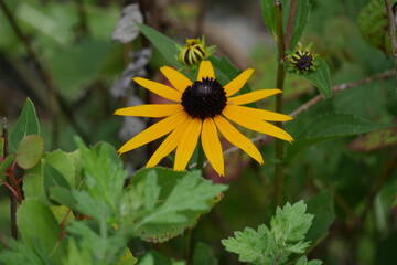 color photo of Black-Eyed Susan wildflower