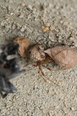 natural parasteatoda tepidariorum spider macro