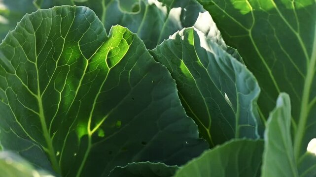 Close up view of cabbage leaves, agriculture concept, green nature background
