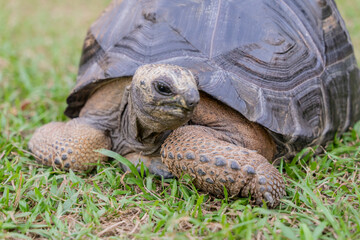 Fototapeta premium This photo captures an Aldabra giant tortoise leisurely walking across a grassy field. With its ancient, textured shell and powerful claws