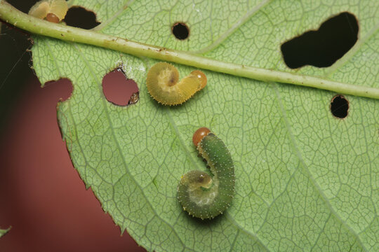 bruco mangia rose caterpillar macro photo