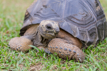 This photo captures an Aldabra giant tortoise leisurely walking across a grassy field. With its ancient, textured shell and powerful claws.