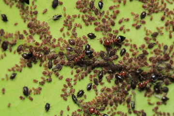 Black carpenter ant macro photo