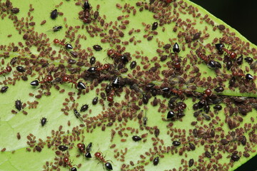 Black carpenter ant macro photo