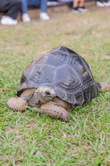 This photo captures an Aldabra giant tortoise leisurely walking across a grassy field. With its...