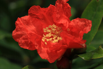 red pomegranate tree flower macro photo