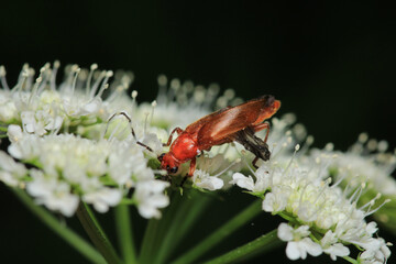 common red soldier beetle insect macro photo